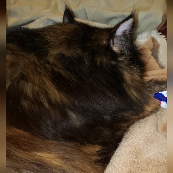 Sz 8, Cubic Zirconia Rhodium Over Sterling Silver Ring .60ctw, NWT - Picture 14 of 14